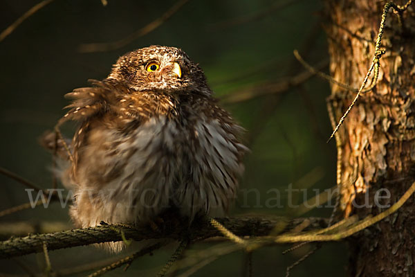 Sperlingskauz (Glaucidium passerinum)