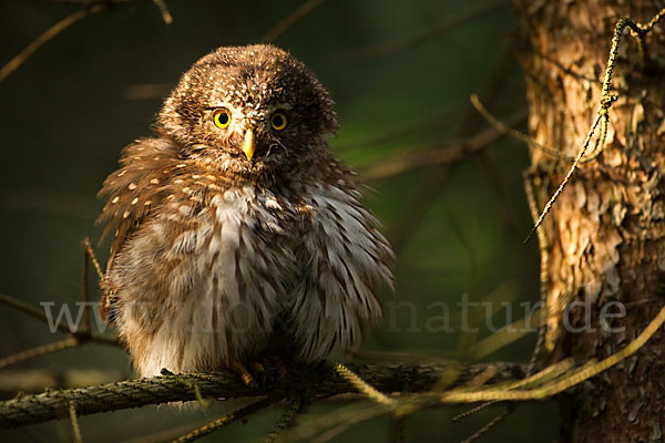 Sperlingskauz (Glaucidium passerinum)