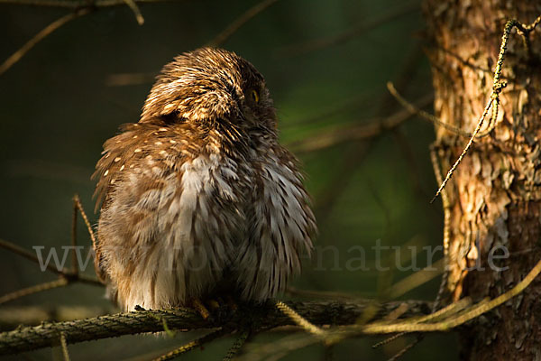 Sperlingskauz (Glaucidium passerinum)