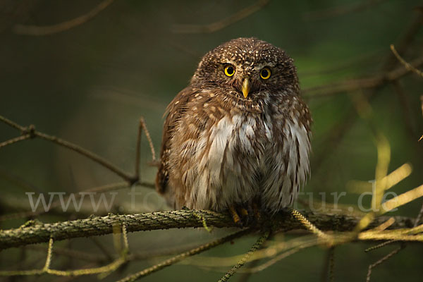 Sperlingskauz (Glaucidium passerinum)