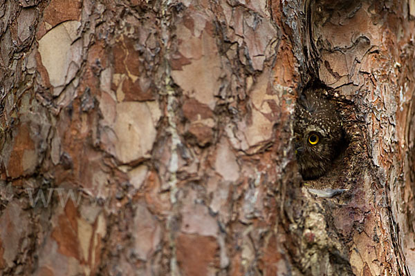 Sperlingskauz (Glaucidium passerinum)