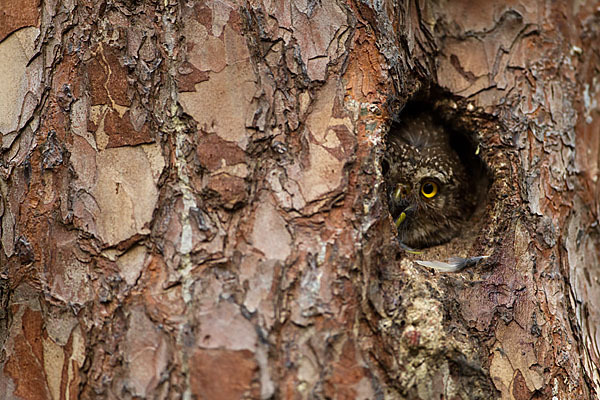 Sperlingskauz (Glaucidium passerinum)