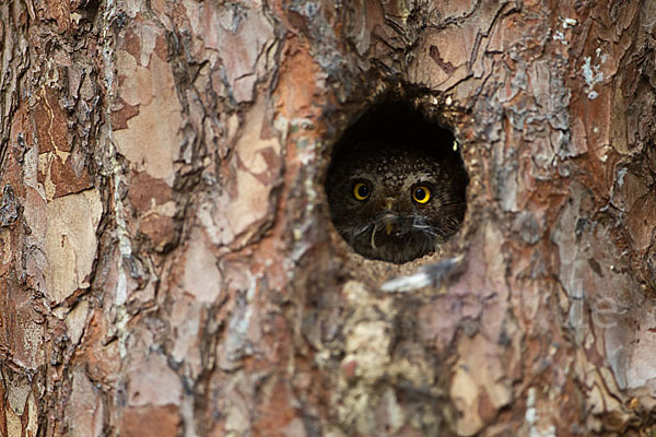 Sperlingskauz (Glaucidium passerinum)