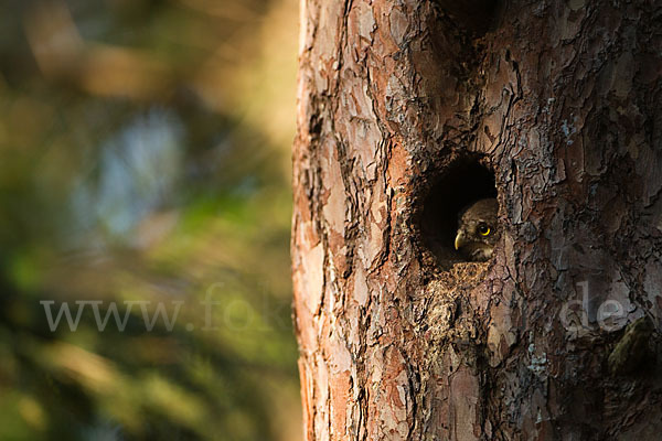 Sperlingskauz (Glaucidium passerinum)