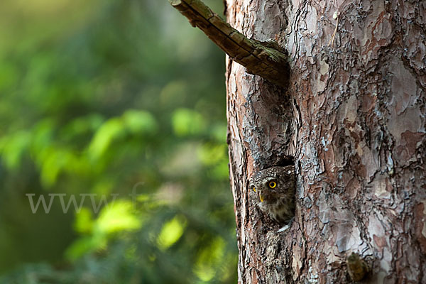 Sperlingskauz (Glaucidium passerinum)