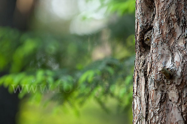 Sperlingskauz (Glaucidium passerinum)