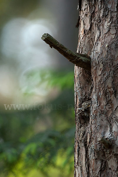 Sperlingskauz (Glaucidium passerinum)