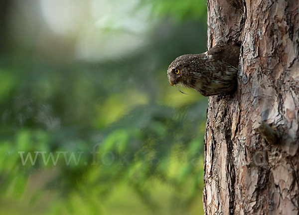 Sperlingskauz (Glaucidium passerinum)