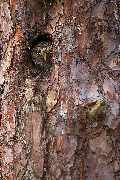 Sperlingskauz (Glaucidium passerinum)