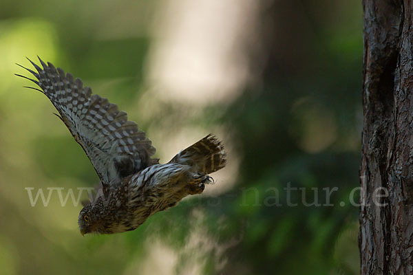 Sperlingskauz (Glaucidium passerinum)