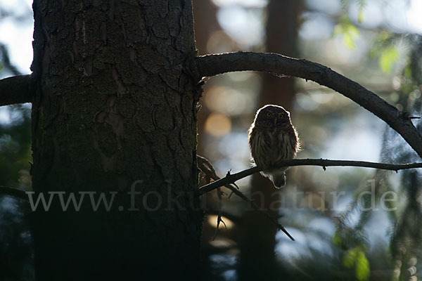 Sperlingskauz (Glaucidium passerinum)