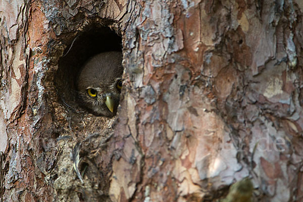 Sperlingskauz (Glaucidium passerinum)