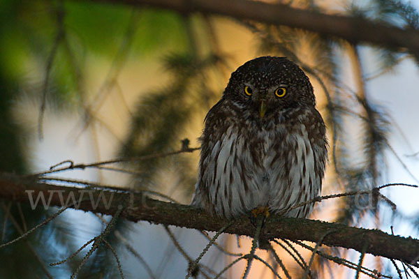 Sperlingskauz (Glaucidium passerinum)