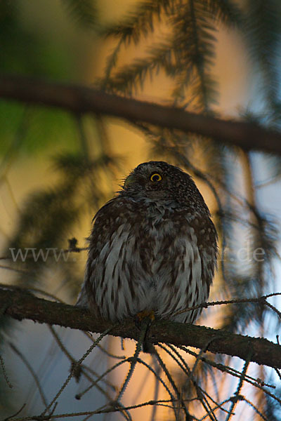 Sperlingskauz (Glaucidium passerinum)