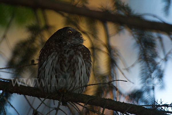 Sperlingskauz (Glaucidium passerinum)