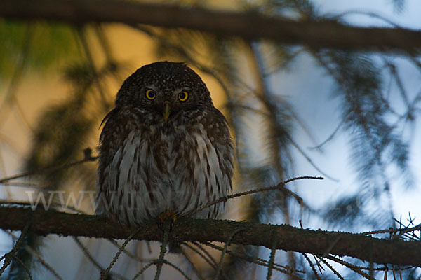 Sperlingskauz (Glaucidium passerinum)