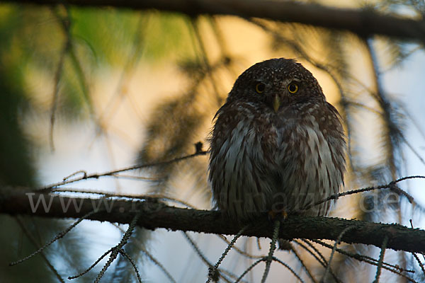 Sperlingskauz (Glaucidium passerinum)