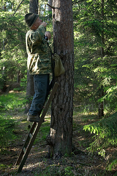 Sperlingskauz (Glaucidium passerinum)