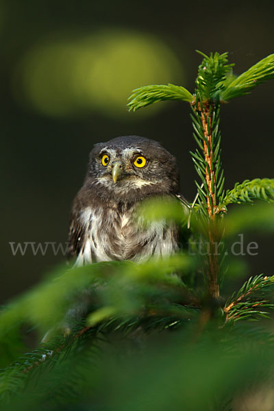 Sperlingskauz (Glaucidium passerinum)