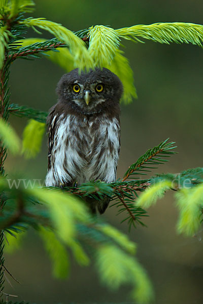 Sperlingskauz (Glaucidium passerinum)