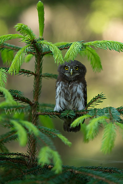 Sperlingskauz (Glaucidium passerinum)