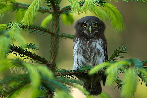 Sperlingskauz (Glaucidium passerinum)