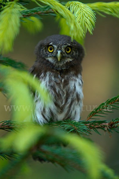 Sperlingskauz (Glaucidium passerinum)