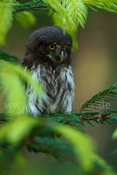 Sperlingskauz (Glaucidium passerinum)