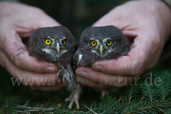 Sperlingskauz (Glaucidium passerinum)