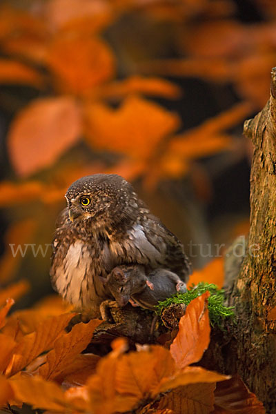 Sperlingskauz (Glaucidium passerinum)