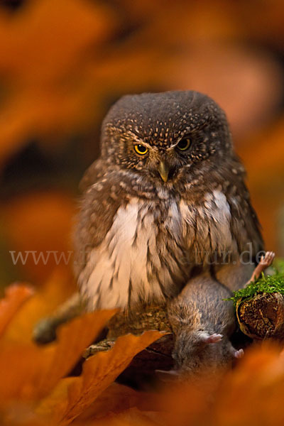 Sperlingskauz (Glaucidium passerinum)