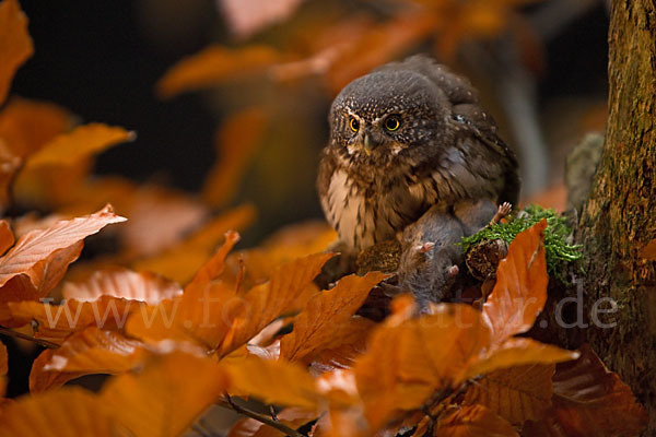 Sperlingskauz (Glaucidium passerinum)