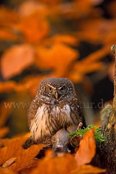 Sperlingskauz (Glaucidium passerinum)