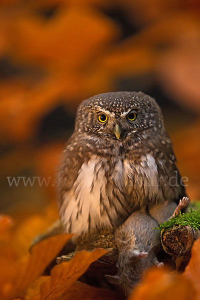 Sperlingskauz (Glaucidium passerinum)