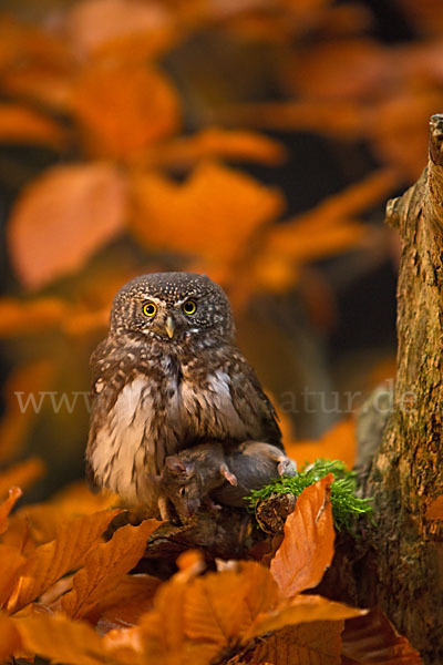 Sperlingskauz (Glaucidium passerinum)