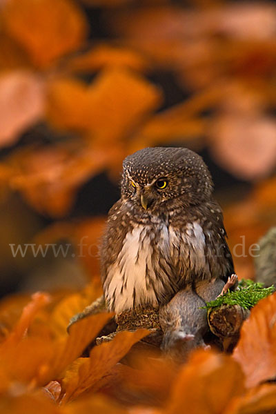 Sperlingskauz (Glaucidium passerinum)