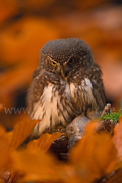 Sperlingskauz (Glaucidium passerinum)