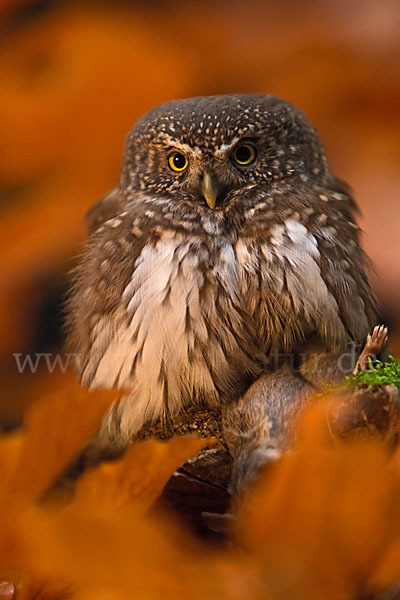 Sperlingskauz (Glaucidium passerinum)