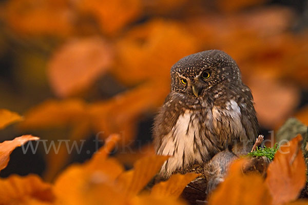 Sperlingskauz (Glaucidium passerinum)