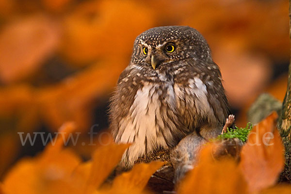 Sperlingskauz (Glaucidium passerinum)