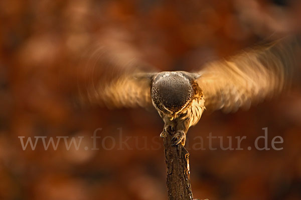 Sperlingskauz (Glaucidium passerinum)