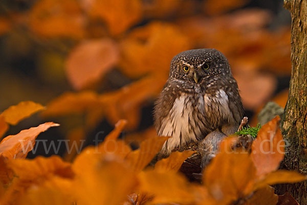 Sperlingskauz (Glaucidium passerinum)