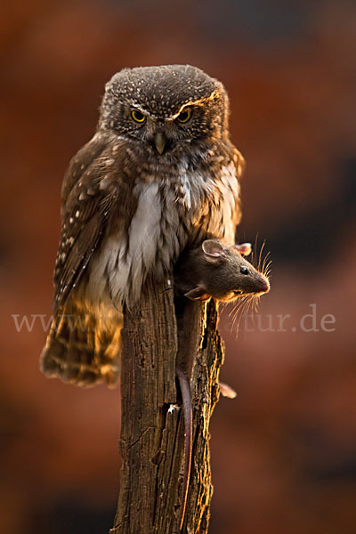 Sperlingskauz (Glaucidium passerinum)