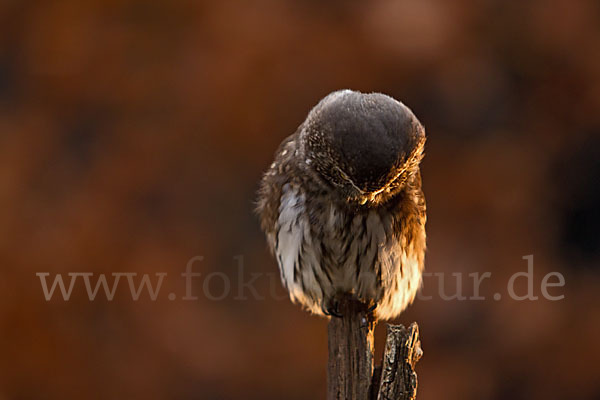 Sperlingskauz (Glaucidium passerinum)