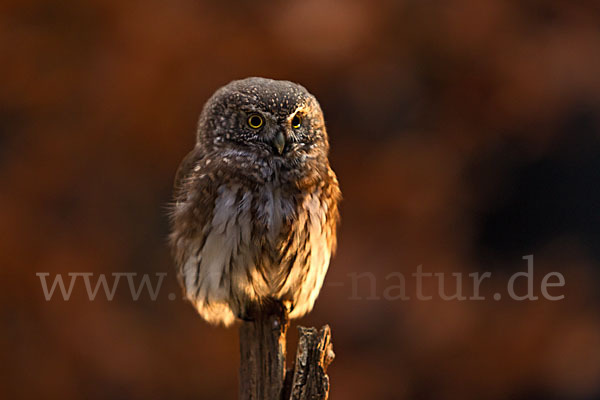 Sperlingskauz (Glaucidium passerinum)