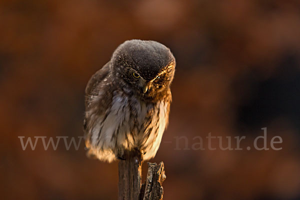 Sperlingskauz (Glaucidium passerinum)