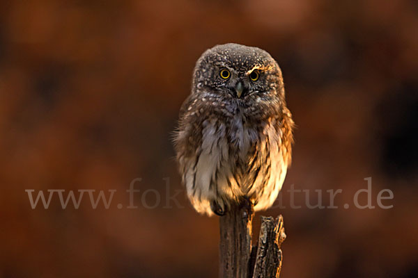 Sperlingskauz (Glaucidium passerinum)