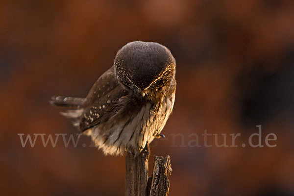 Sperlingskauz (Glaucidium passerinum)