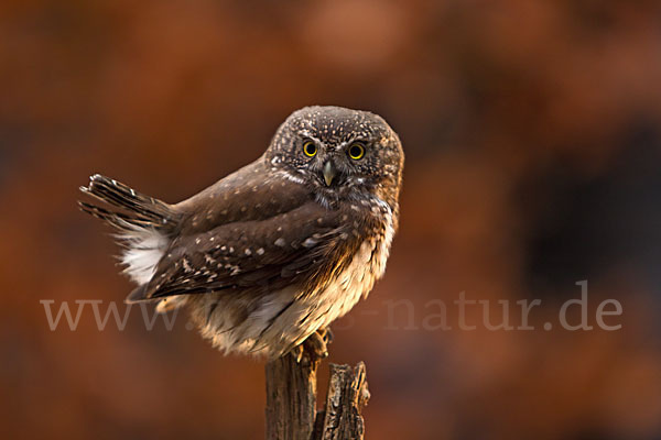 Sperlingskauz (Glaucidium passerinum)