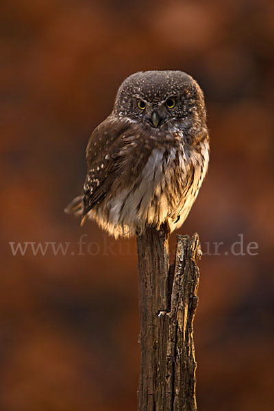 Sperlingskauz (Glaucidium passerinum)